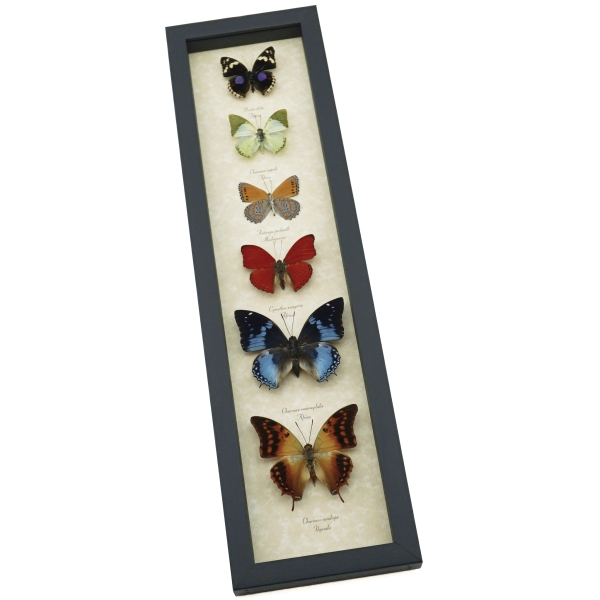 African Butterfly Collection Real Framed Butterflies Taxidermy Display