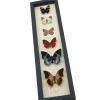 African Butterfly Collection Real Framed Butterflies Taxidermy Display