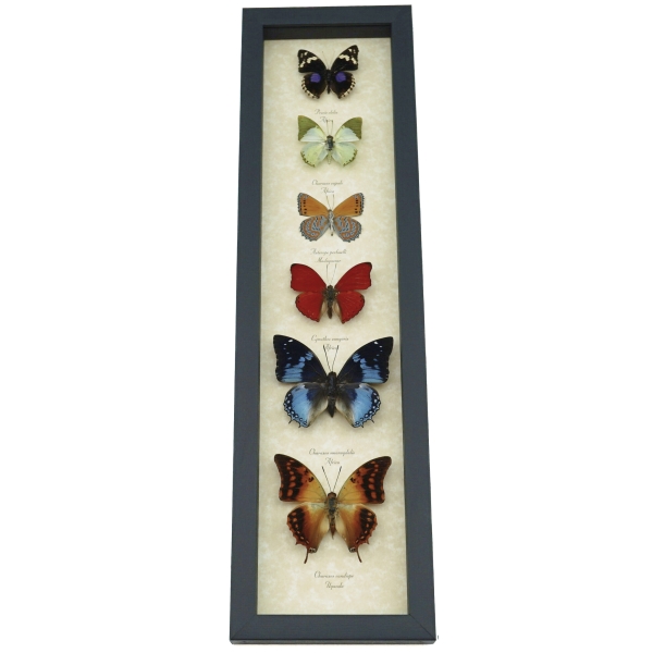 African Butterfly Collection Real Framed Butterflies Taxidermy Display