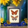 Agraulis vanillae Pair Gulf Fritillary Passion Butterflies Framed Taxidermy Display