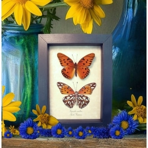Agraulis vanillae Pair Gulf Fritillary Passion Butterflies Framed Taxidermy Display