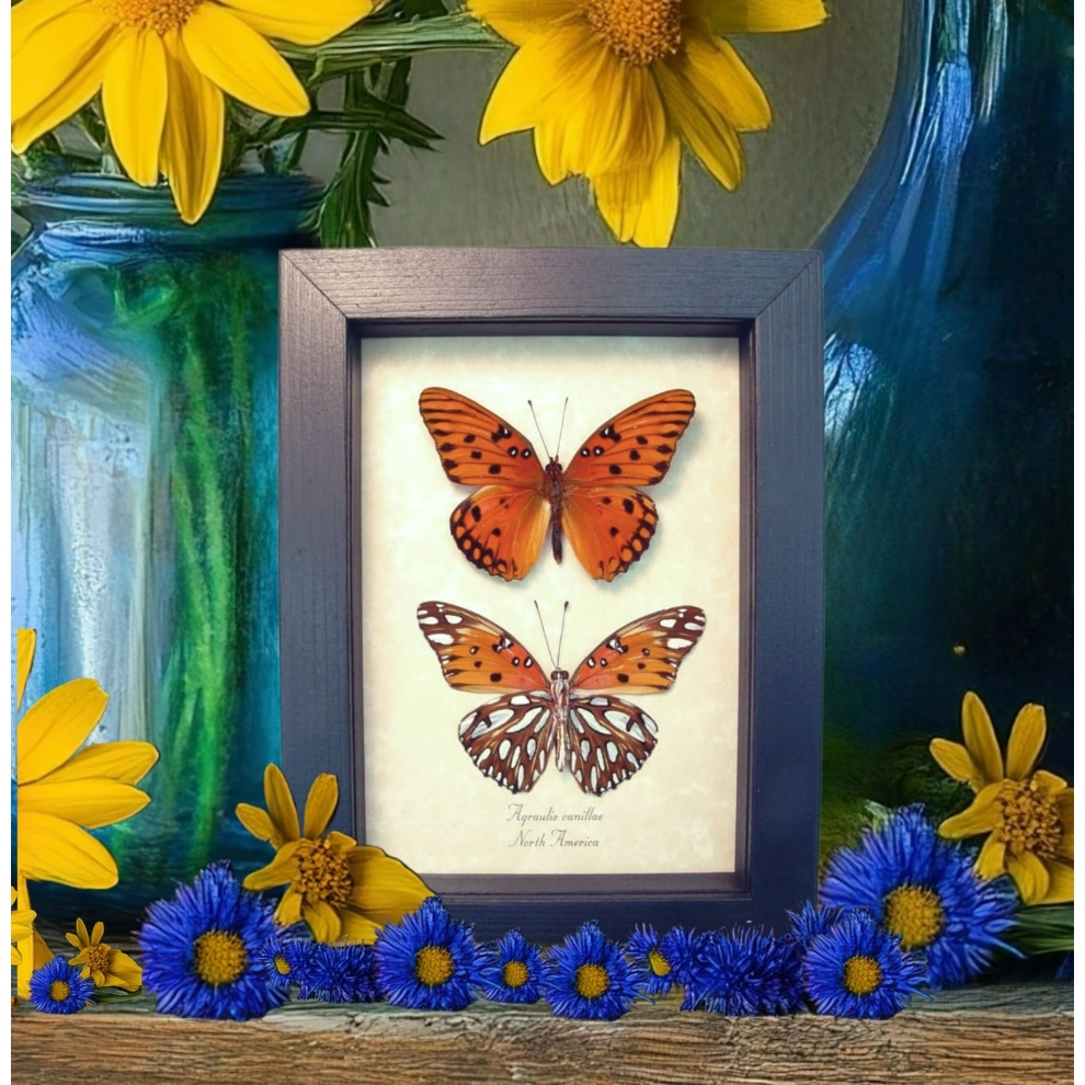 Agraulis vanillae Pair Gulf Fritillary Passion Butterflies Framed Taxidermy Display Agraulis vanillae Pair Gulf Fritillary Passion Butterflies Framed Taxidermy Display
