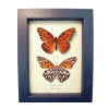 Agraulis vanillae Pair Gulf Fritillary Passion Butterflies Framed Taxidermy Display