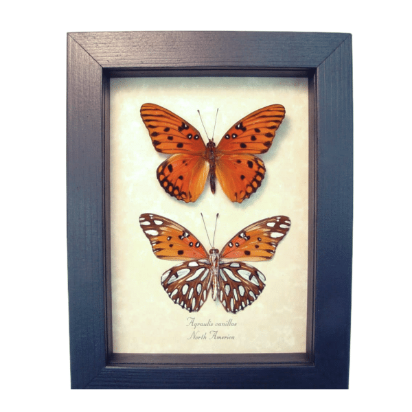 Agraulis vanillae Pair Gulf Fritillary Passion Butterflies Framed Taxidermy Display