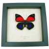 Agrias claudina lugens Butterfly Real framed Taxidermy Display