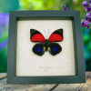 Agrias claudina lugens Butterfly Real framed Taxidermy Display
