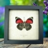 Agrias claudina lugens Verso Butterfly Real framed Taxidermy Display