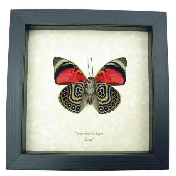 Agrias claudina lugens Verso Butterfly Real framed Taxidermy Display