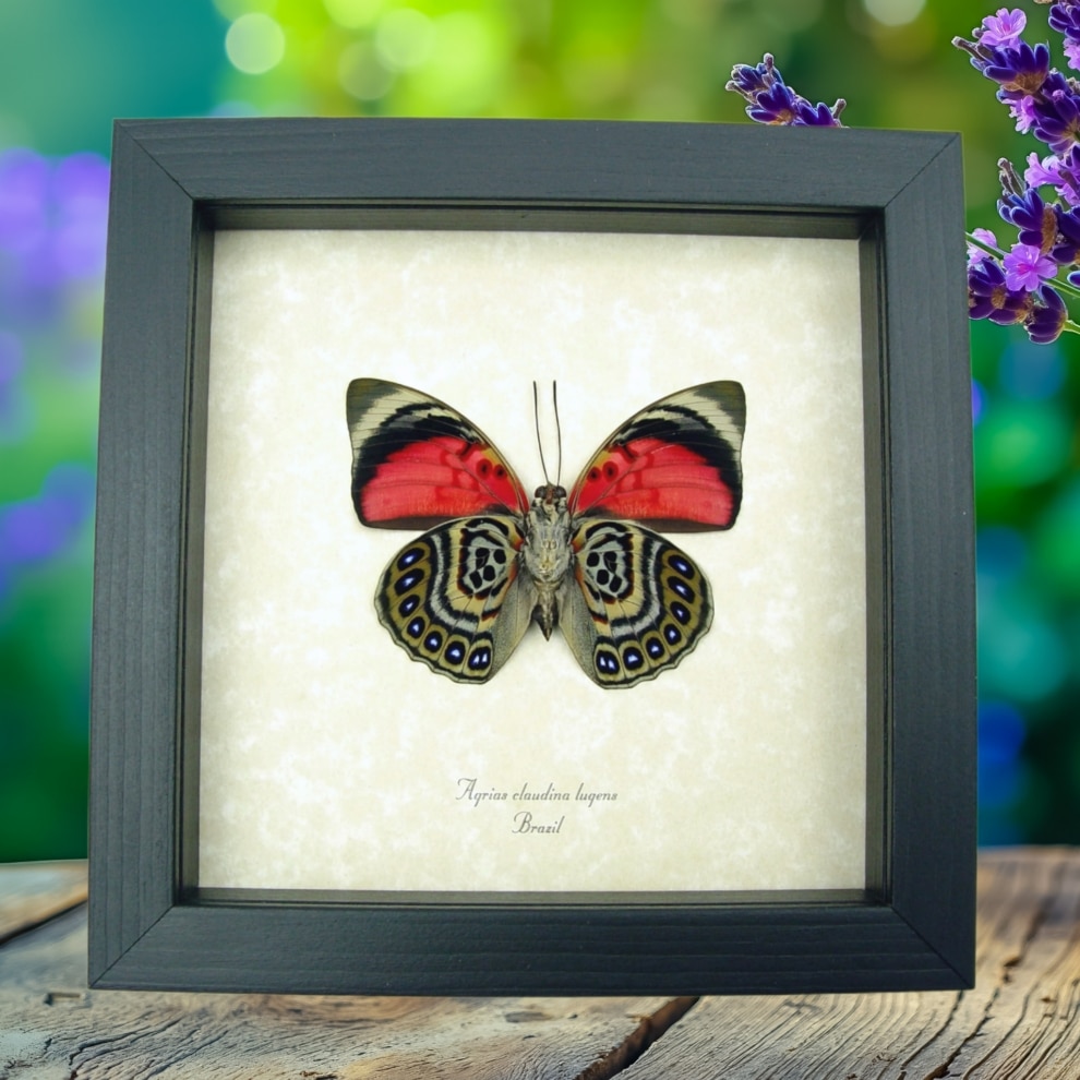 Agrias claudina lugens Verso Butterfly Real framed Taxidermy Display Agrias claudina lugens Verso Butterfly Real framed Taxidermy Display