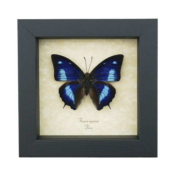 Anaea cyanea Metallic Blue Butterfly Framed Taxidermy Display