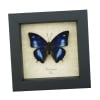 Anaea cyanea Metallic Blue Butterfly Framed Taxidermy Display