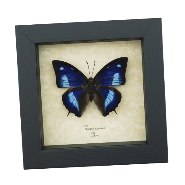Anaea cyanea Metallic Blue Butterfly Framed Taxidermy Display