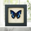 Anaea cyanea Metallic Blue Butterfly Framed Taxidermy Display