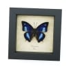 Anaea cyanea Metallic Blue Butterfly Framed Taxidermy Display