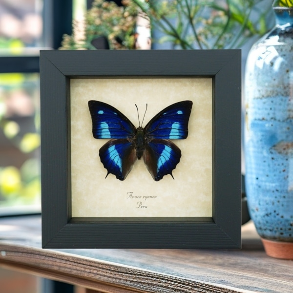Anaea cyanea Metallic Blue Butterfly Framed Taxidermy Display