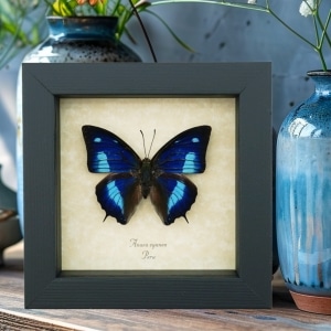 Anaea cyanea Metallic Blue Butterfly Framed Taxidermy Display