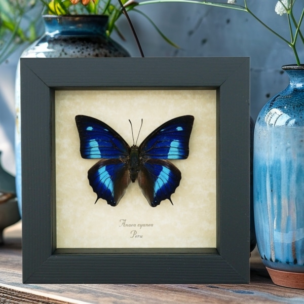 Anaea cyanea Metallic Blue Butterfly Framed Taxidermy Display