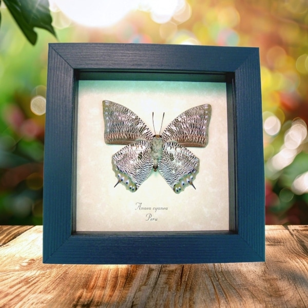 Anaea cyanea Verso Silver Snakeskin Butterfly Framed Taxidermy Display