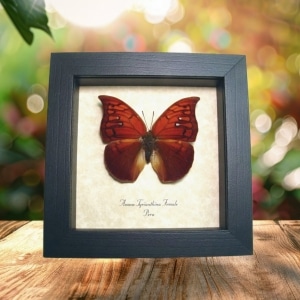 Anaea Tyrianthina Female Butterfly Fire Opal Anaea Framed Taxidermy Display