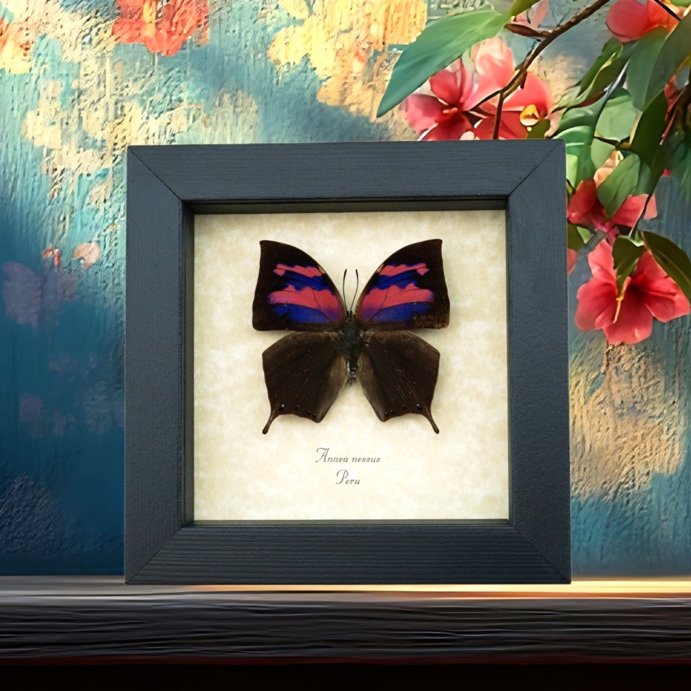 Real Pink Framed Butterfly Anaea nessus Taxidermy Display