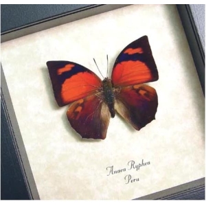 Anaea ryphea Red Butterfly Framed Taxidermy Display