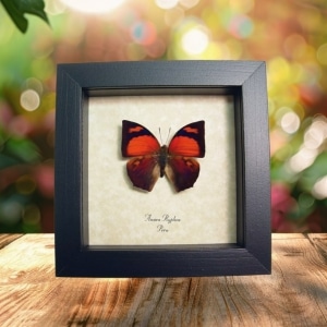Anaea ryphea Red Butterfly Framed Taxidermy Display