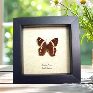 Red Banded Peacock Butterfly Anartia Fatima Real Framed Taxidermy Display