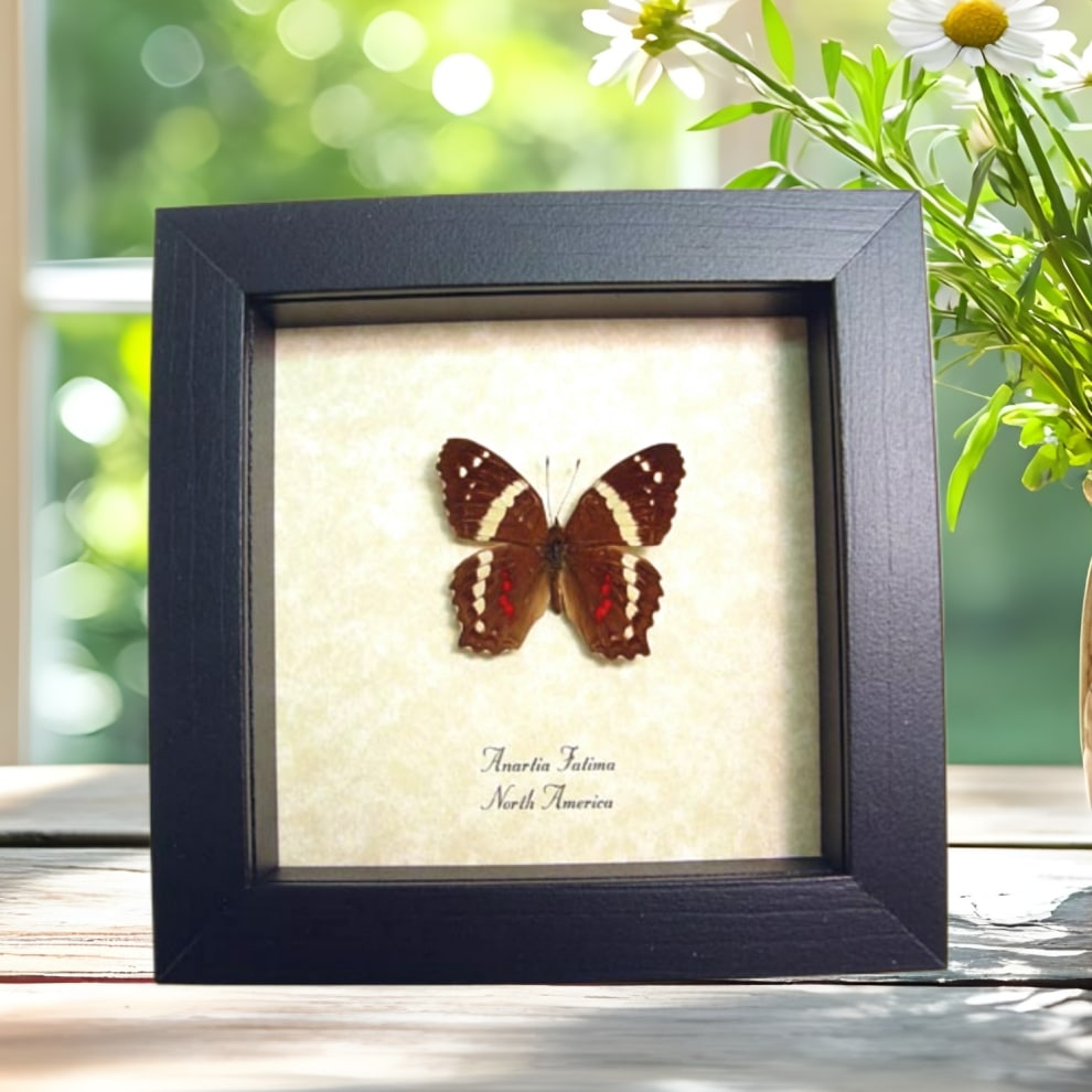 Red Banded Peacock Butterfly Anartia Fatima Real Framed Taxidermy Display
