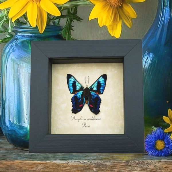 Ancyluris meliboeus Blue Butterfly Framed Taxidermy Display