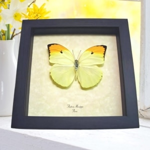 Yellow Brimstone Butterfly Anteos menippe Framed Taxidermy Display