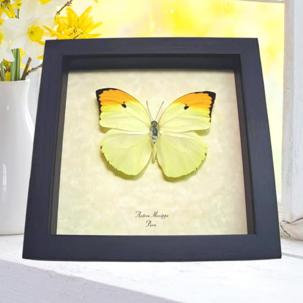 Yellow Brimstone Butterfly Anteos menippe Framed Taxidermy Display Yellow Brimstone Butterfly Anteos menippe Framed Taxidermy Display
