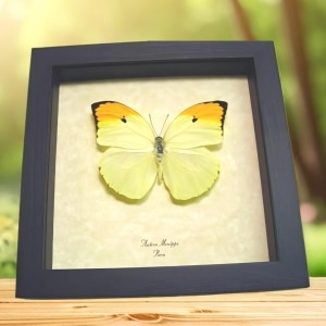 Yellow Brimstone Butterfly Anteos menippe Framed Taxidermy Display