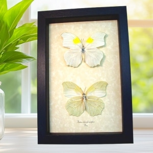 White Angled Sulphur Butterfly Set Anteos clorinde Framed Butterflies Taxidermy Display