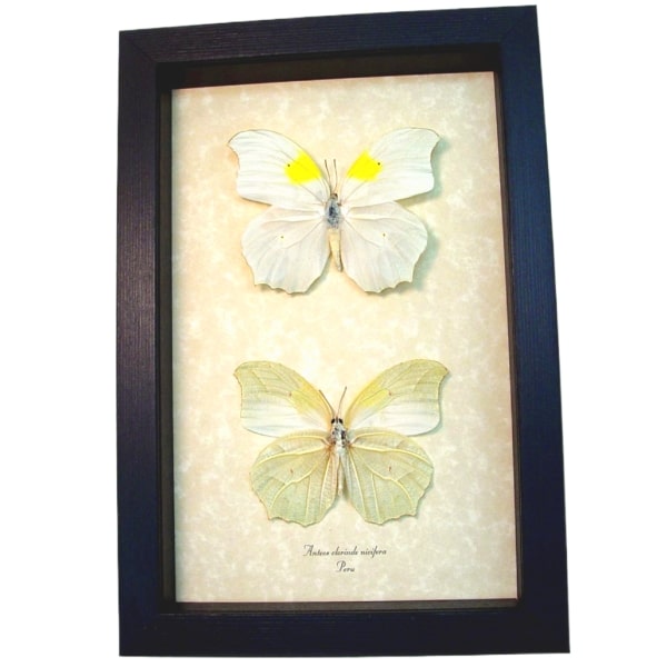 White Angled Sulphur Butterfly Set Anteos clorinde Framed Butterflies Taxidermy Display