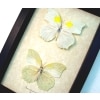 White Angled Sulphur Butterfly Set Anteos clorinde Framed Butterflies Taxidermy Display