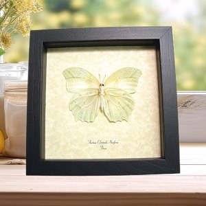 White Angled Sulphur Butterfly Anteos clorinde Framed Taxidermy Display