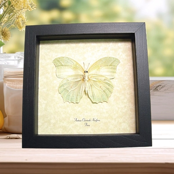 White Angled Sulphur Butterfly Anteos clorinde Framed Taxidermy Display