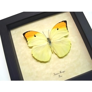 Yellow Brimstone Butterfly Anteos menippe Framed Taxidermy Display