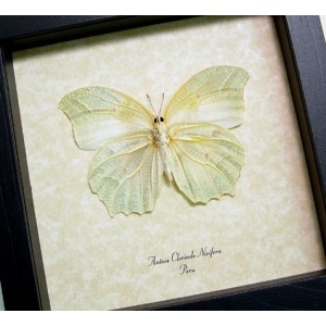 Anteos chlorinde Verso Butterfly White Angled Sulphur Framed Taxidermy Display