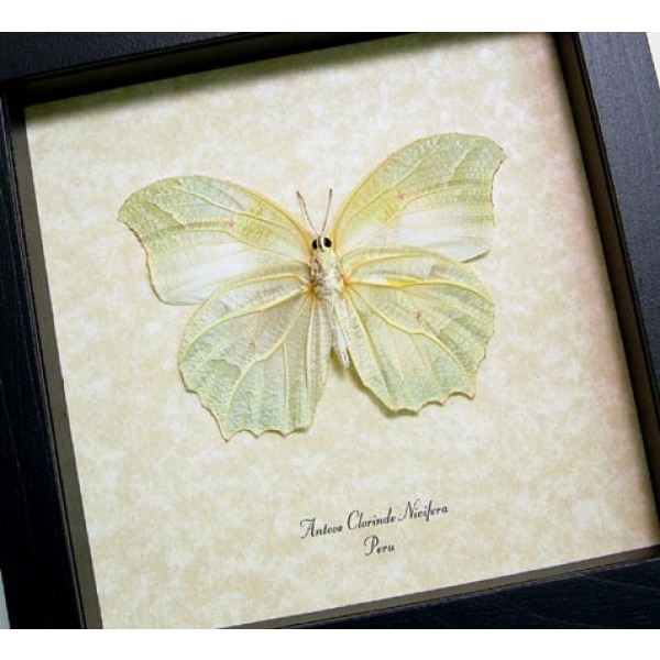 Anteos chlorinde Verso Butterfly White Angled Sulphur Framed Taxidermy Display