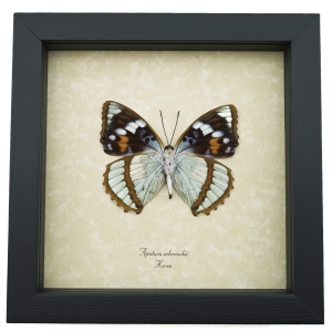 Apatura Mimathyma schrenckii Framed Aqua Blue Butterfly Taxidermy Display