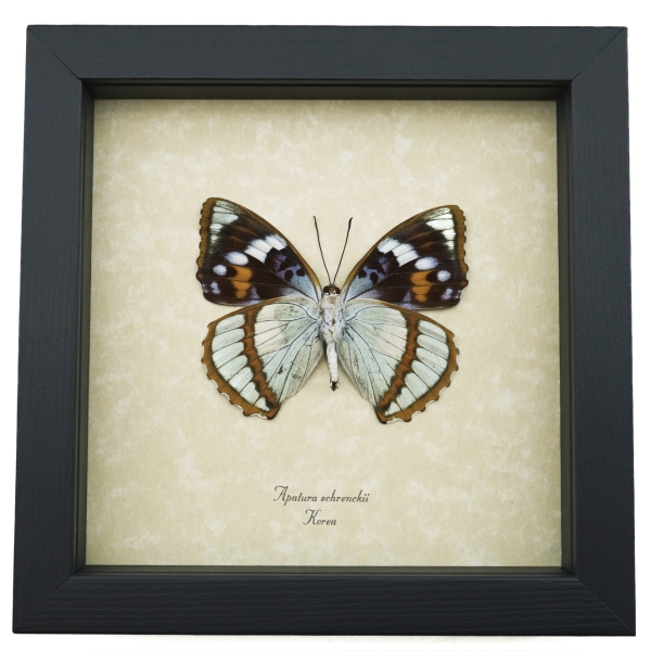 Apatura Mimathyma schrenckii Framed Aqua Blue Butterfly Taxidermy Display