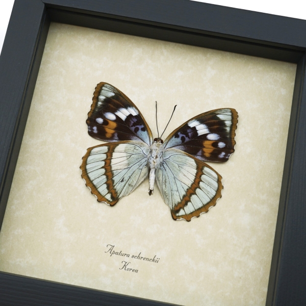 Apatura Mimathyma schrenckii Framed Aqua Blue Butterfly Taxidermy Display