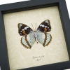 Apatura Mimathyma schrenckii Framed Aqua Blue Butterfly Taxidermy Display