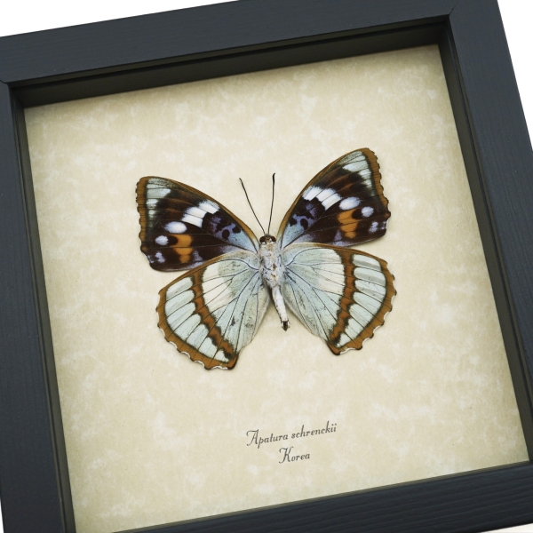 Apatura Mimathyma schrenckii Framed Aqua Blue Butterfly Taxidermy Display