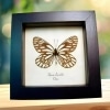 White Vein Butterfly Aporia larraldei Framed Taxidermy Display