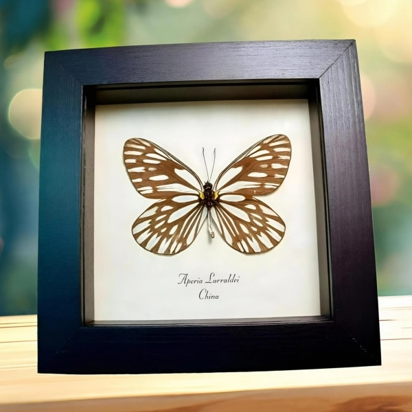 White Vein Butterfly Aporia larraldei Framed Taxidermy Display