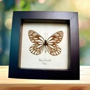 White Vein Butterfly Aporia larraldei Framed Taxidermy Display