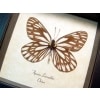 Aporia larraldei White Vein Butterfly Framed Taxidermy Display