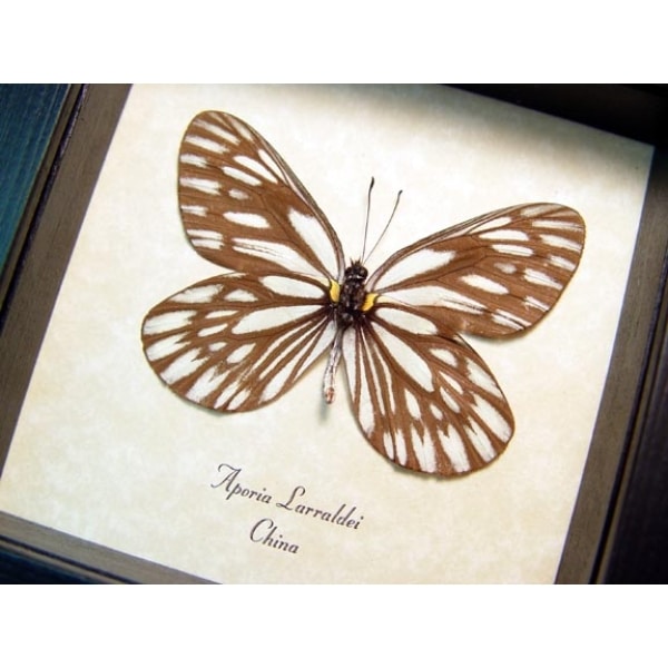 Aporia larraldei White Vein Butterfly Framed Taxidermy Display